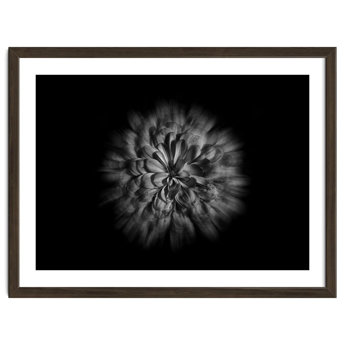 Backyard Flowers In Black And White No 48 Flow Version