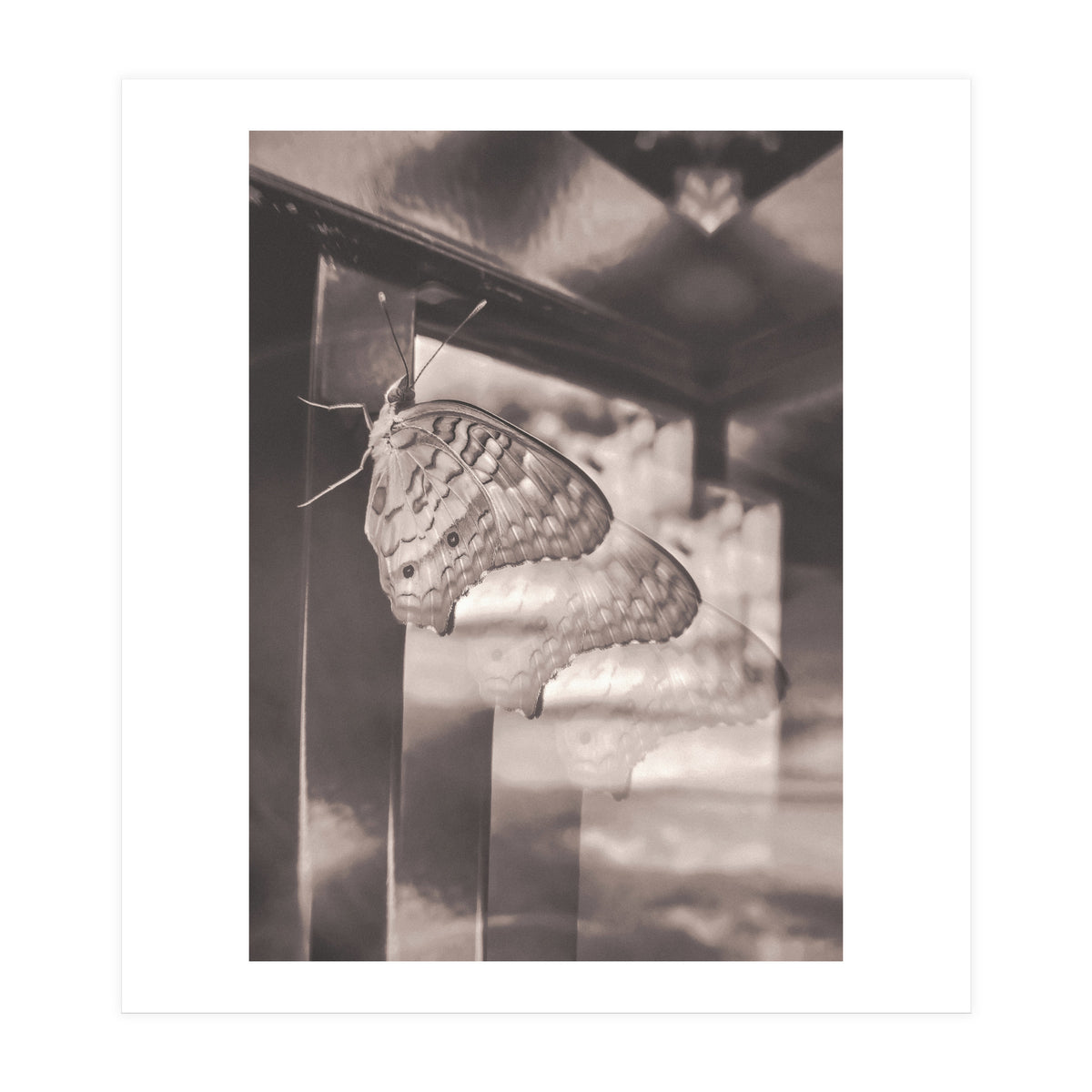 Evolving | Sepia (Print Only)