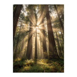 Ethereal Redwood Sanctuary: Sunbeams in the Ancient Forest (Print Only) thumbnail