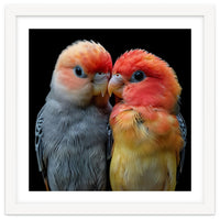 Two Lovebirds Nuzzle Together