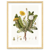 William Curtis – Dandelion (1777–1798) thumbnail