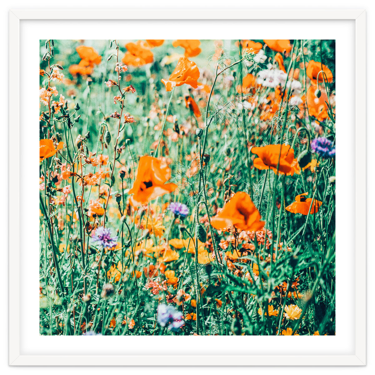 Eva | Nature Floral Meadow Garden | Photography Botanical Spring Bohemian Flowers