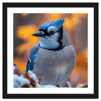 Blue Jay Bird In Winter Snowfall And Leaves