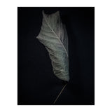 Leaves No 3 Color Version (Print Only) thumbnail