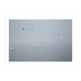 Flying seagulls in the winter sky (Print Only) thumbnail