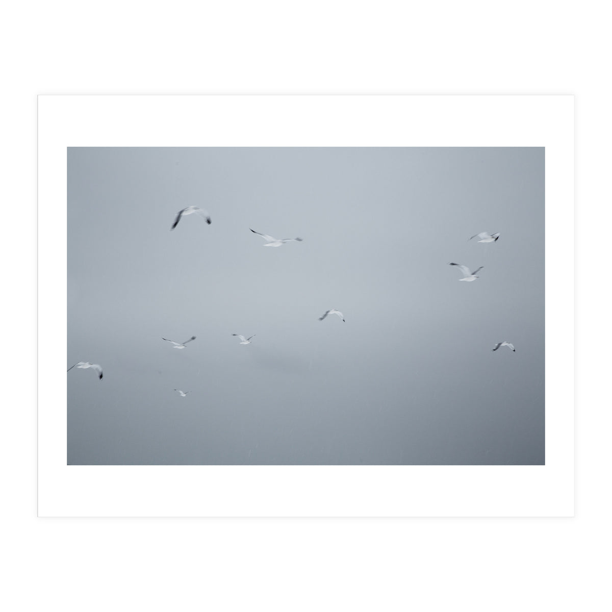 Flying seagulls in the winter sky (Print Only)
