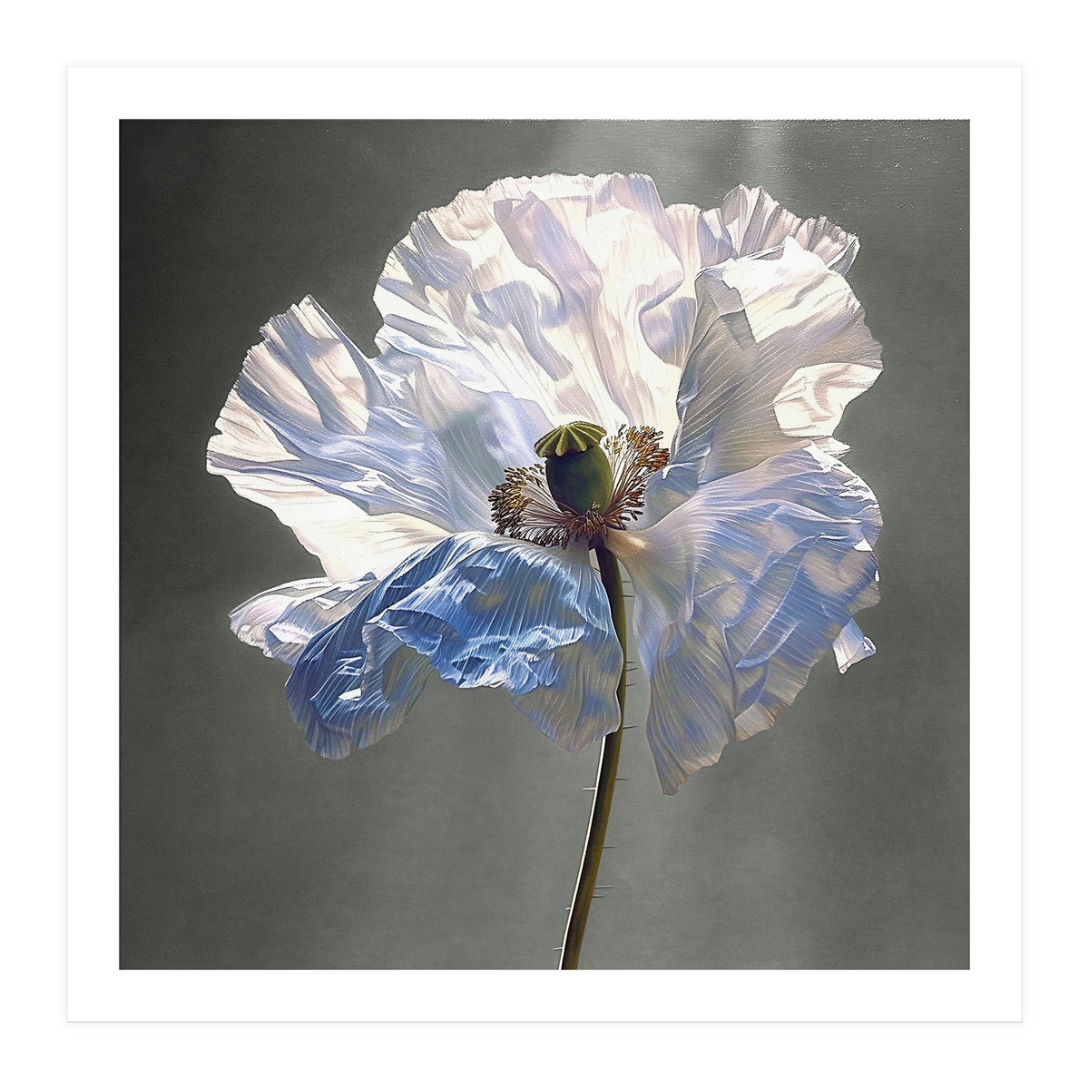 Shirley Poppy | Morning Silk (Print Only)