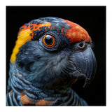 Close Up Of A Colorful Parrot Bird's Head (Print Only) thumbnail