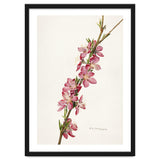 Royal Charles Steadman – Peach (Prunus persica) (1924) thumbnail