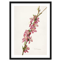 Royal Charles Steadman – Peach (Prunus persica) (1924)