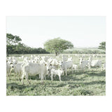 LIVING TOGETHER - WHITE COWS FAMILY (Print Only) thumbnail