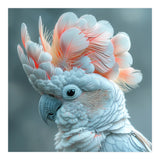 Close Up Of A White Cockatoo With Pink Crest (Print Only) thumbnail
