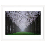 Cherry trees in the fog thumbnail