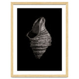 Shells No 2 thumbnail