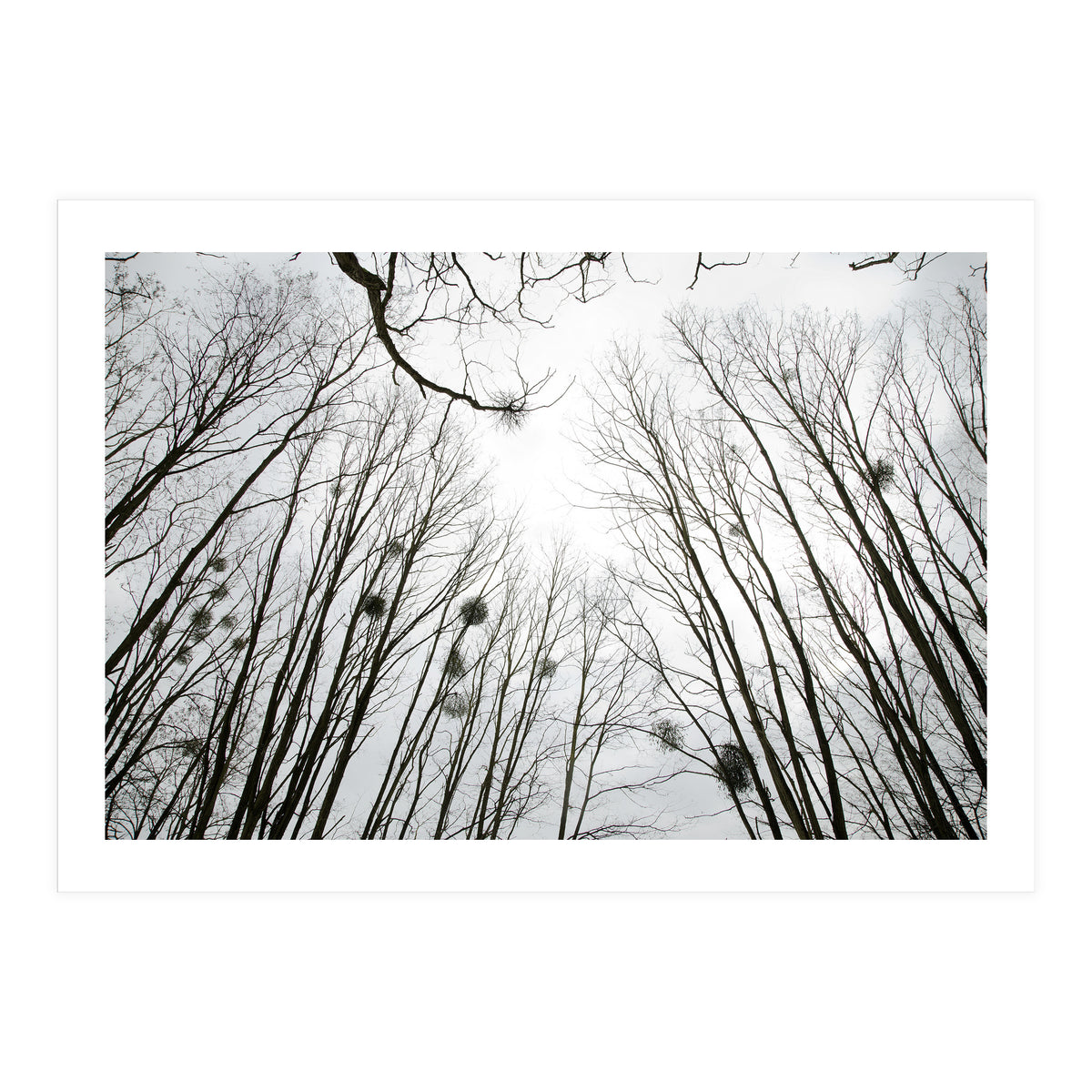 Bare trees in the winter sky (Print Only)