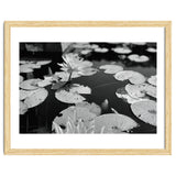 Lotus Pond | Black & White Landscape thumbnail