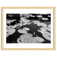 Lotus Pond | Black & White Landscape