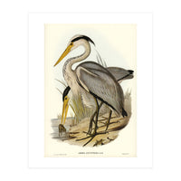 Elizabeth Gould – Great Grey Heron (Ardea leucophaea) | Birds of Australia Illustration (Print Only)