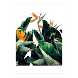 Paradise Bird, Nature Botanical Plant Floral, Tropical Garden Watercolor Painting (Print Only) thumbnail