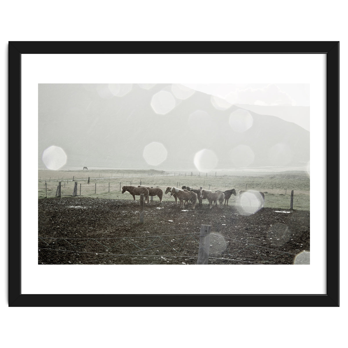 Horses under the sun shower - Iceland
