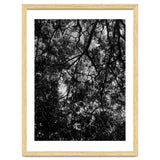 Tree From Below Black Silhouette thumbnail
