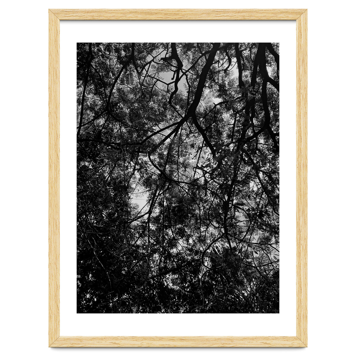 Tree From Below Black Silhouette