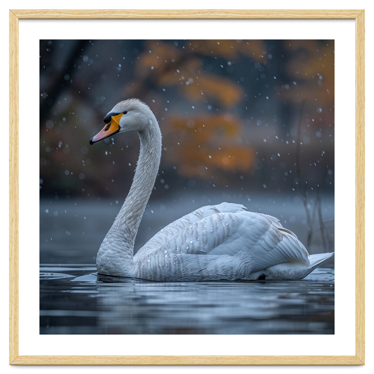 Swan Floating Gracefully On Water In Autumn