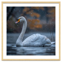 Swan Floating Gracefully On Water In Autumn