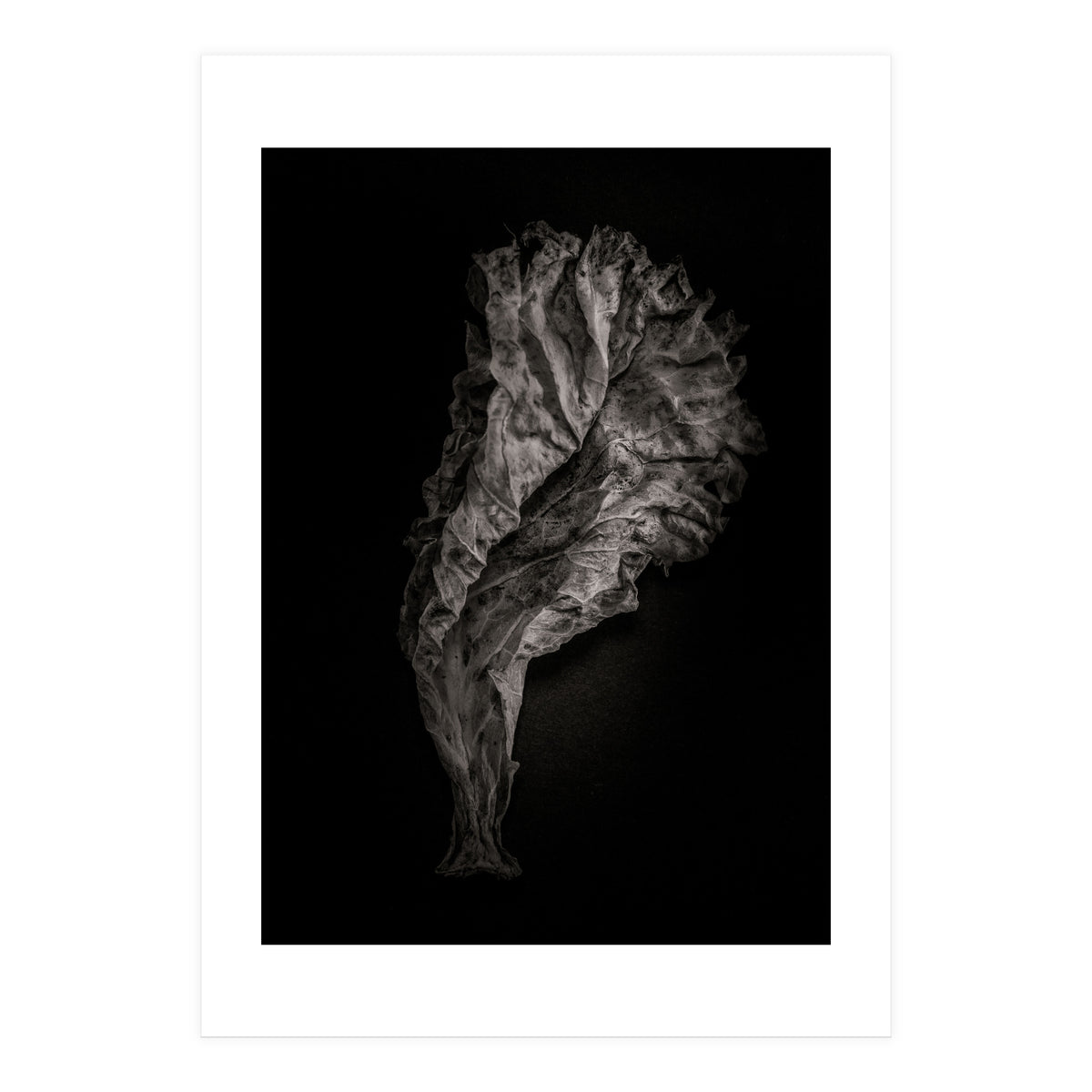 Leaves No 9 (Print Only)