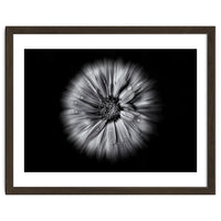 Backyard Flowers In Black And White No 10 Flow Version