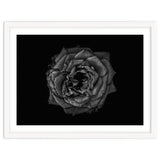 Backyard Flowers In Black And White No 110 thumbnail