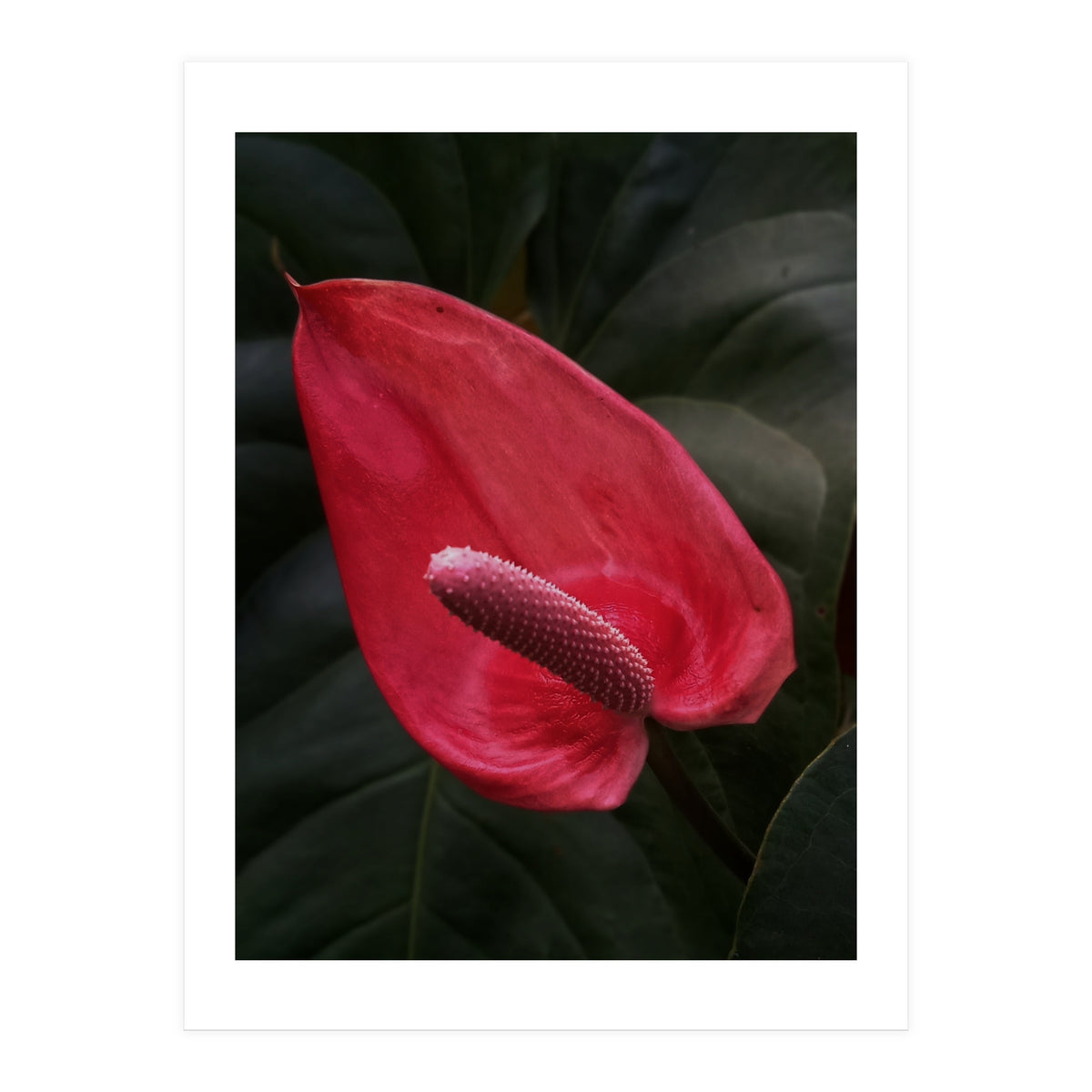 Red Anthurium Flower (Print Only)