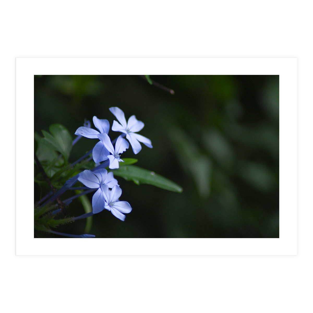 BLOSSOM. (Print Only)