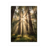 Ethereal Redwood Sanctuary: Sunbeams in the Ancient Forest (Print Only) thumbnail
