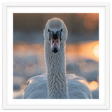 Close Up Portrait Of A Majestic Swan thumbnail