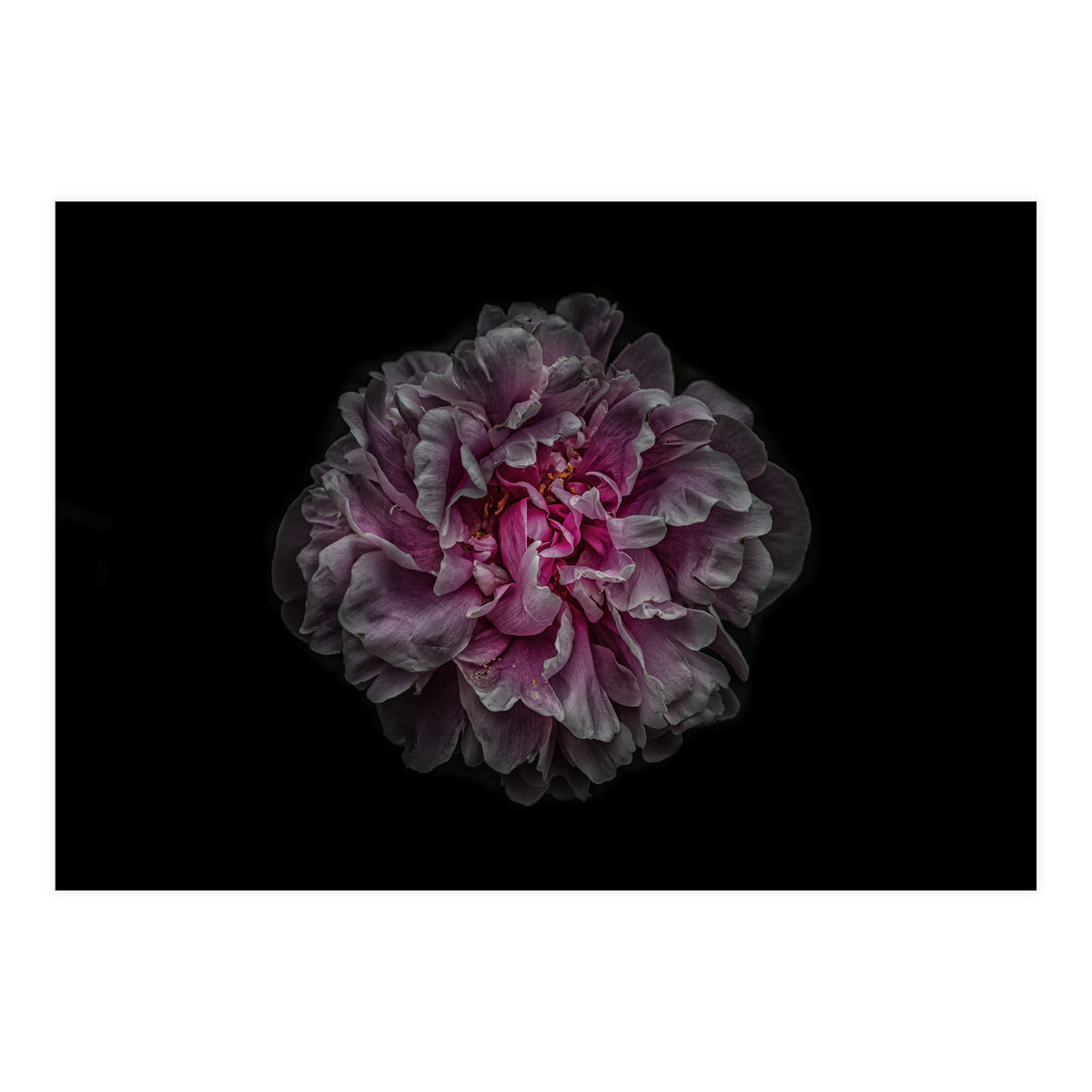 Backyard Flowers No 116 Color Version (Print Only)