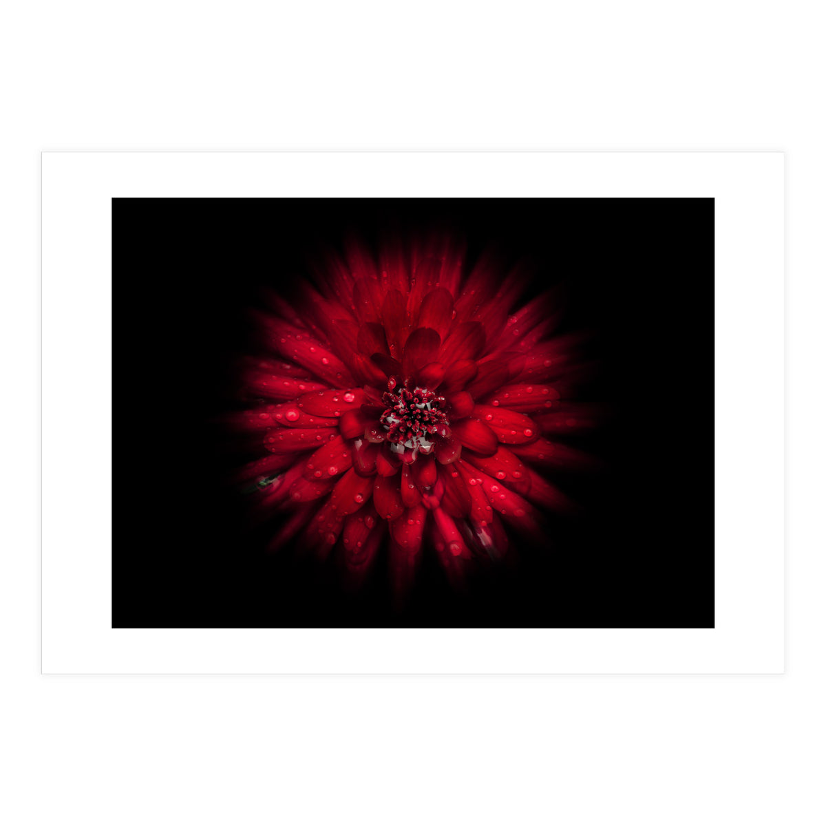 Backyard Flowers No 45 Color Flow Version (Print Only)