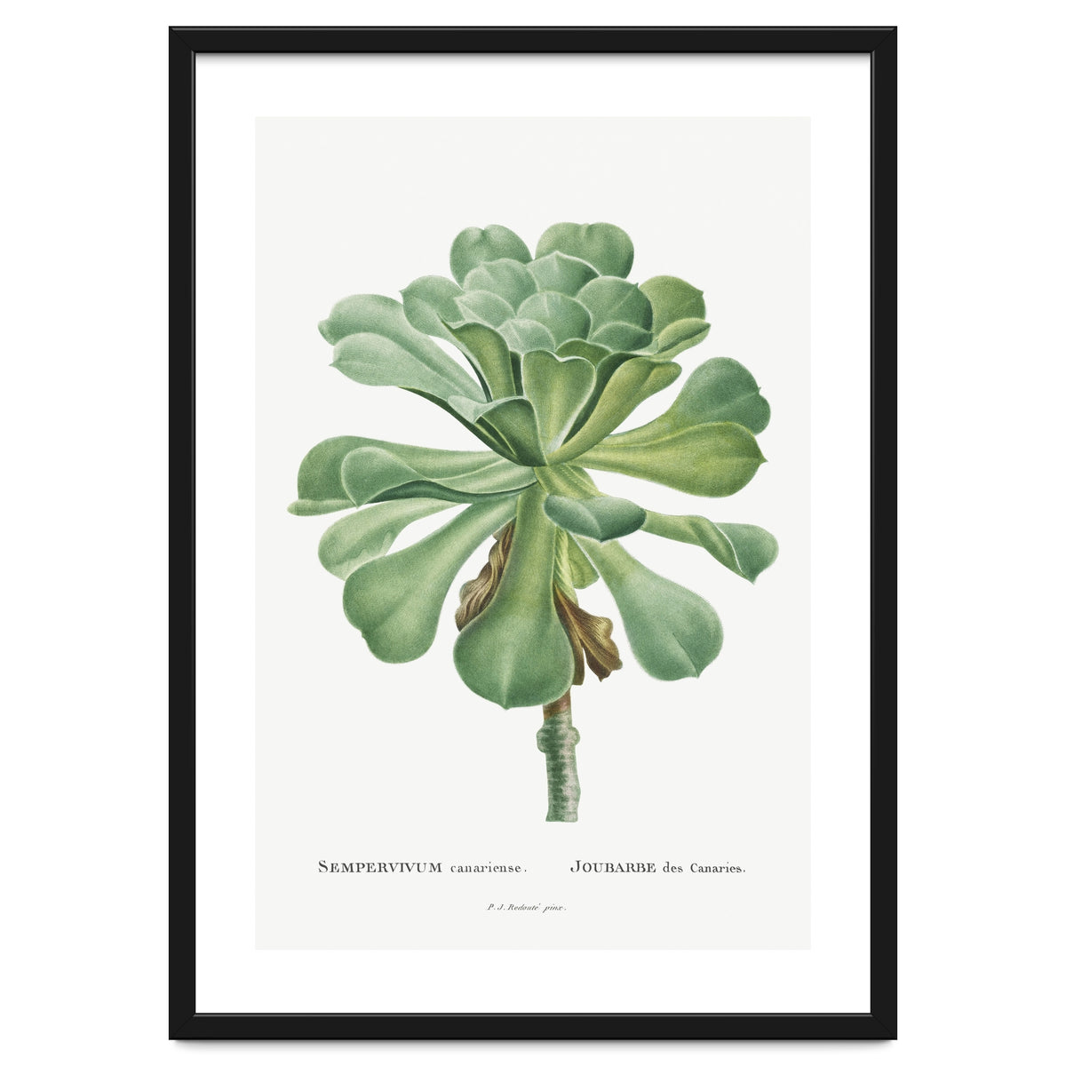 Pierre-Joseph Redouté – Sempervivum Canariense (1799)