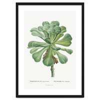 Pierre-Joseph Redouté – Sempervivum Canariense (1799)