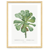Pierre-Joseph Redouté – Sempervivum Canariense (1799) thumbnail
