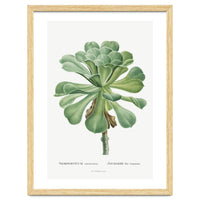 Pierre-Joseph Redouté – Sempervivum Canariense (1799)