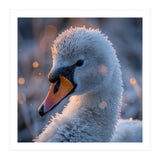Close Up Frosty Swan Head During Golden Hour (Print Only) thumbnail