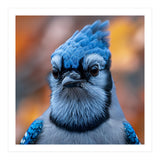 Close Up Blue Jay Bird With Detailed Feathers (Print Only) thumbnail