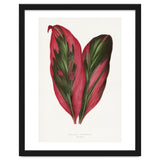 Alexander Francis Lydon & Benjamin Fawsett – Pink Dracaena Terminalis Leaf (1865) thumbnail