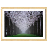 Cherry trees in the fog thumbnail