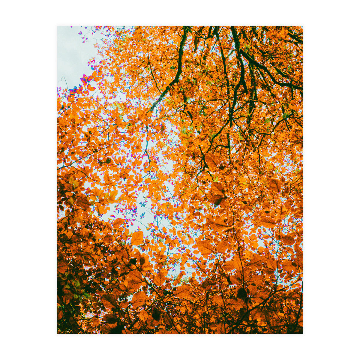 Autumn Leaves (Print Only)