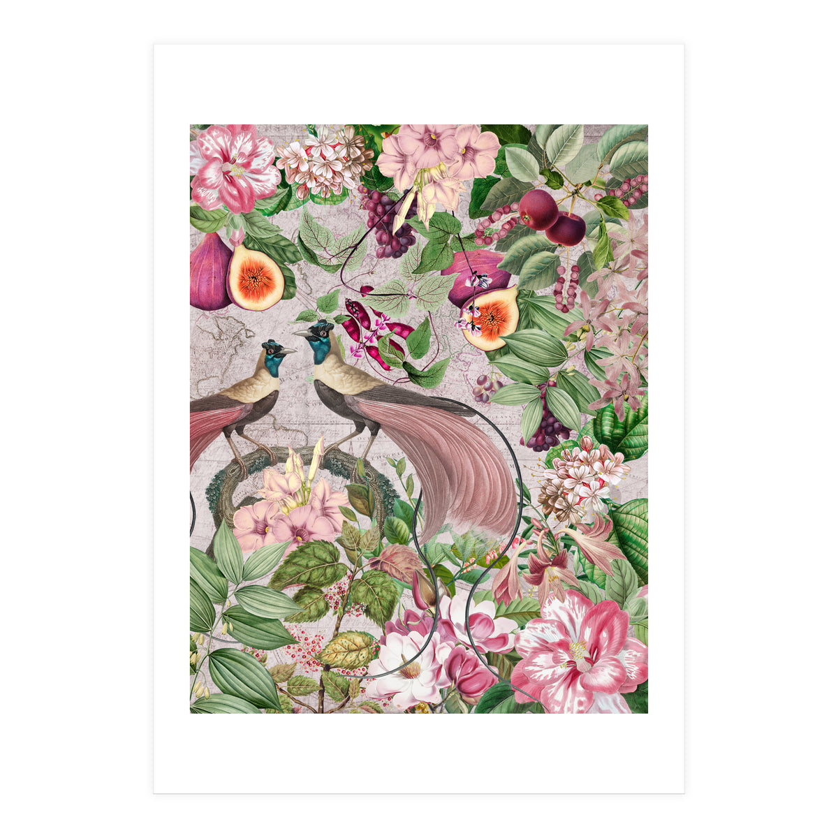 Vintage Birds Of Paradise Jungle  (Print Only)
