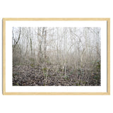 Lost in the birch forest thumbnail