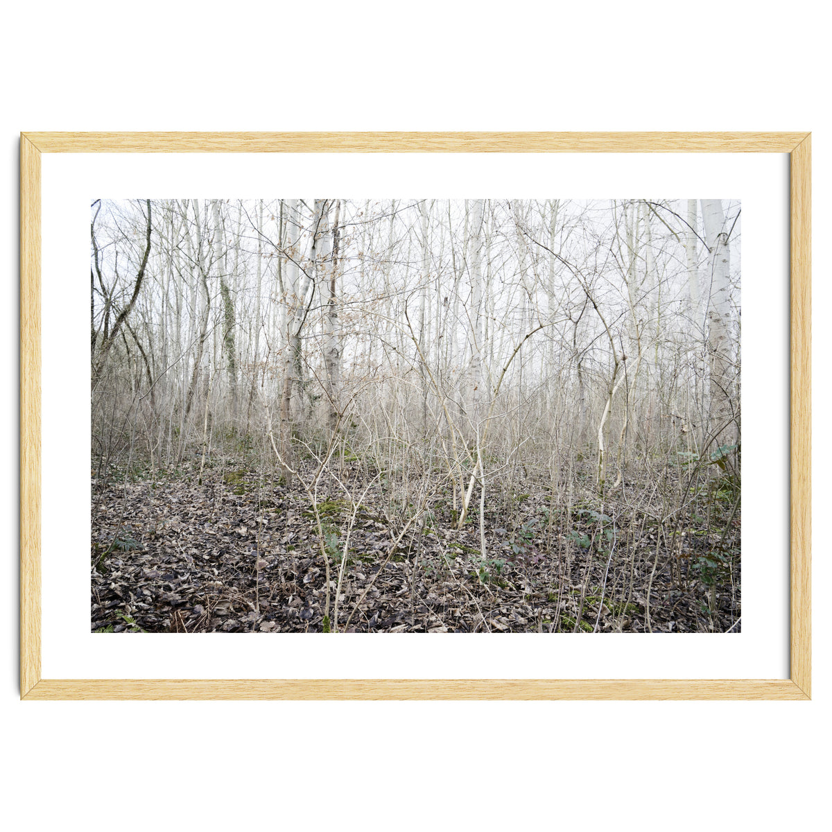 Lost in the birch forest