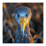 Great Blue Heron Closeup Dramatic Portrait (Print Only) thumbnail